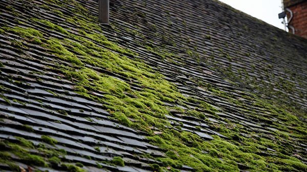 Roof Cleaning and Maintenance Tips