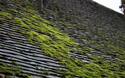 Leave The Moss To The Trees, Not Your Roof﻿