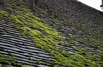 keeping your roof in shape